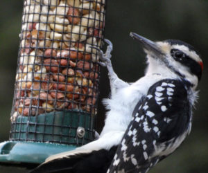 A hairy woodpecker on a feeder. Offering food is one easy way to support birds. (Photo courtesy Lee Emmons)