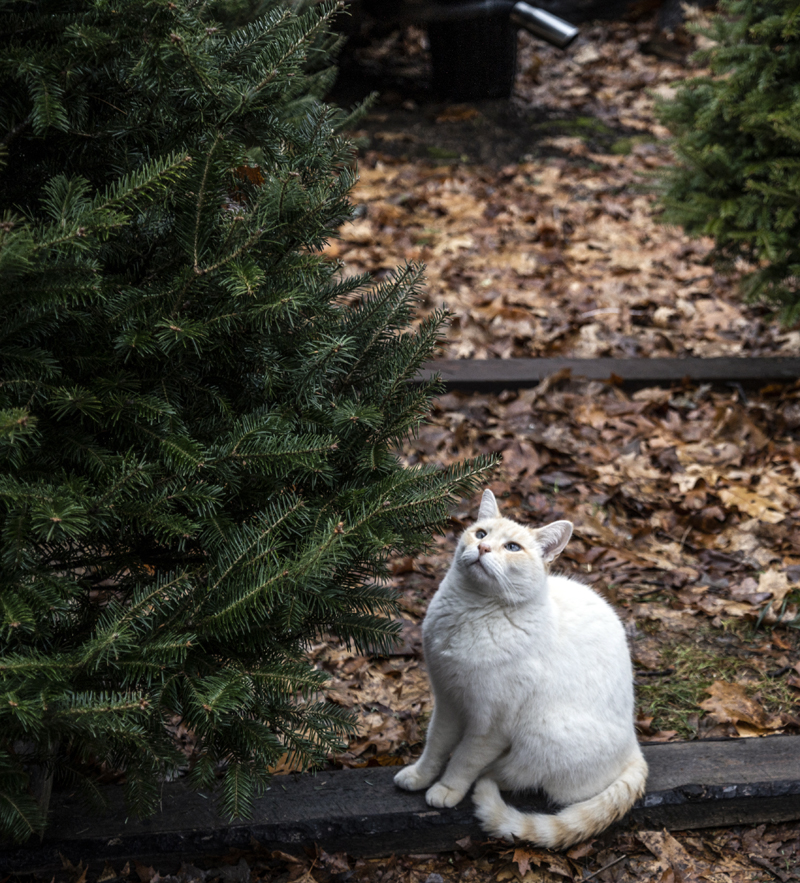 A cat admires one of the Christmas trees at Palmer's Holiday Acres in Nobleboro on Dec. 6. Many of the trees are grown over the course of 8-9 years on the two-acre property. (Bisi Cameron Yee photo)