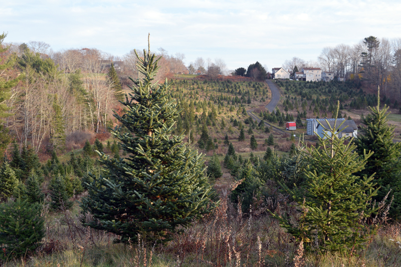 Green Acre Farm is located at 663 Boothbay Road in Edgecomb and offers 15 acres of various tree varieties for families to choose from. (Nate Poole photo)