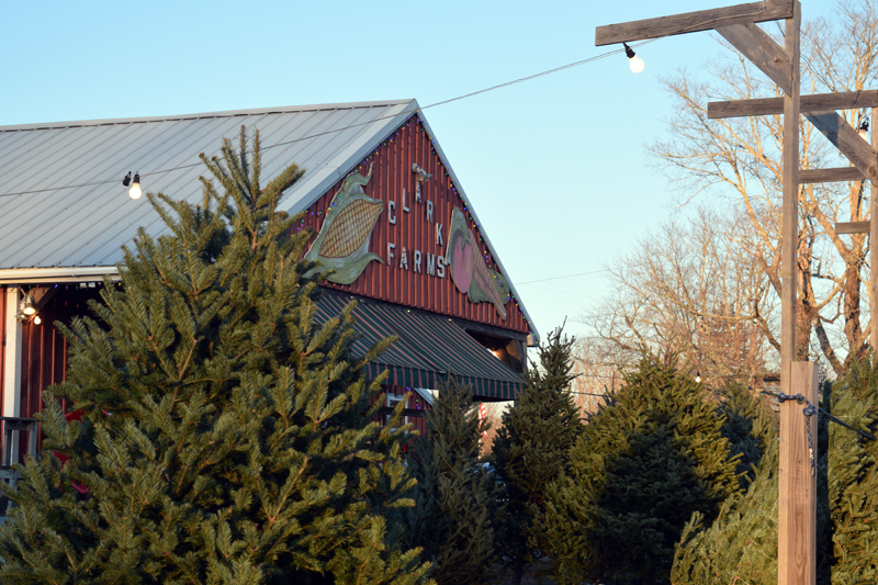 Clark's Farm Stand at 382 Main Street in Damariscotta is selling pre-cut Christmas trees, as well as a variety of baked goods and produce, as long as supplies last. (Nate Poole photo)