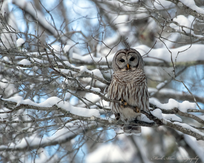 A snowy owl perches among branches in winter. (Photo courtesy Mark Allen)