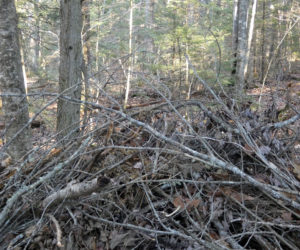 A brush pile on the author's property in Newcastle. (Photo courtesy Lee Emmons)