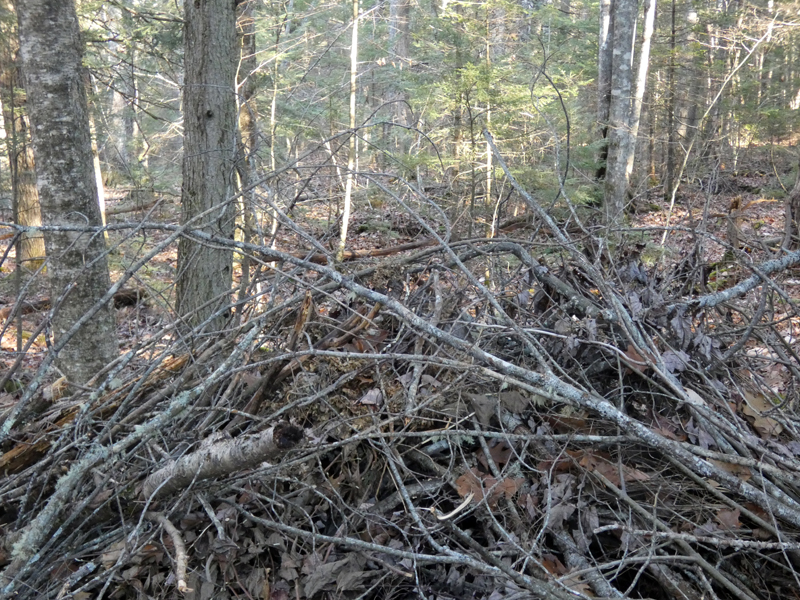A brush pile on the author's property in Newcastle. (Photo courtesy Lee Emmons)