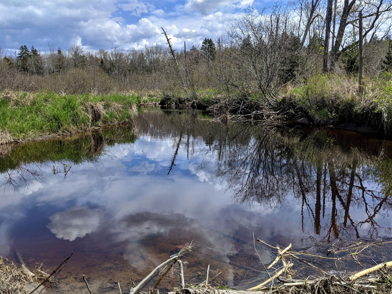 The donation of the 51.7 acre Goose River Woodland Preserve in Waldoboro protects wetlands and over 700 feet of frontage along the Goose River, storing carbon and providing flood control and habitat for wildlife. (Courtesy photo)