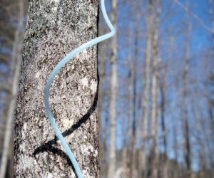 University of Maine Cooperative Extension will host a beginners maple syrup workshop on Jan. 29. (Courtesy photo)