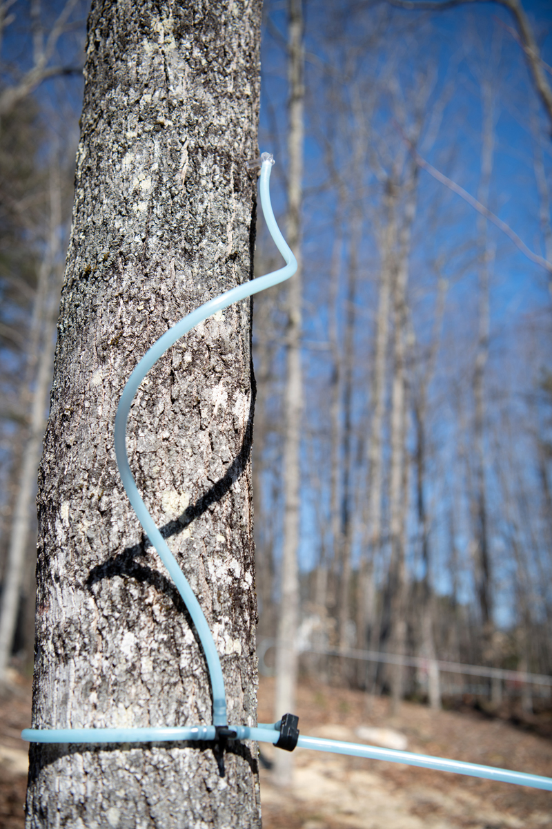 University of Maine Cooperative Extension will host a beginners maple syrup workshop on Jan. 29. (Courtesy photo)