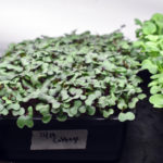 Webinar on Growing Microgreens Jan. 3