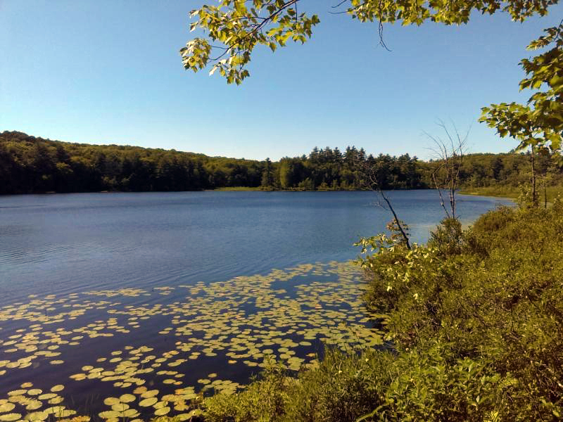 The waterfront of Musquash Pond is protected by land transferred from The Nature Conservancy to Midcoast Conservancy. (Photo courtesy Anna Fielder)