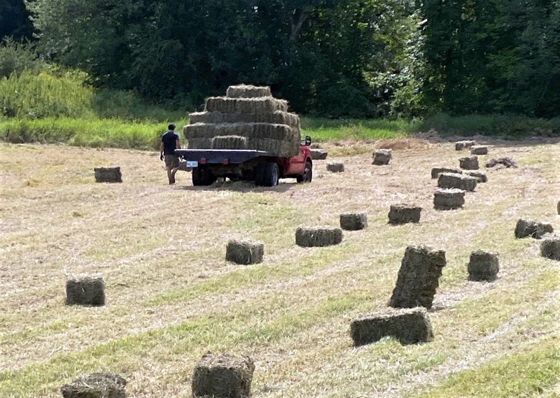 The DeLisles produce organic hay for their pigs and sheep on their new field in Nobleboro. (Courtesy photo)