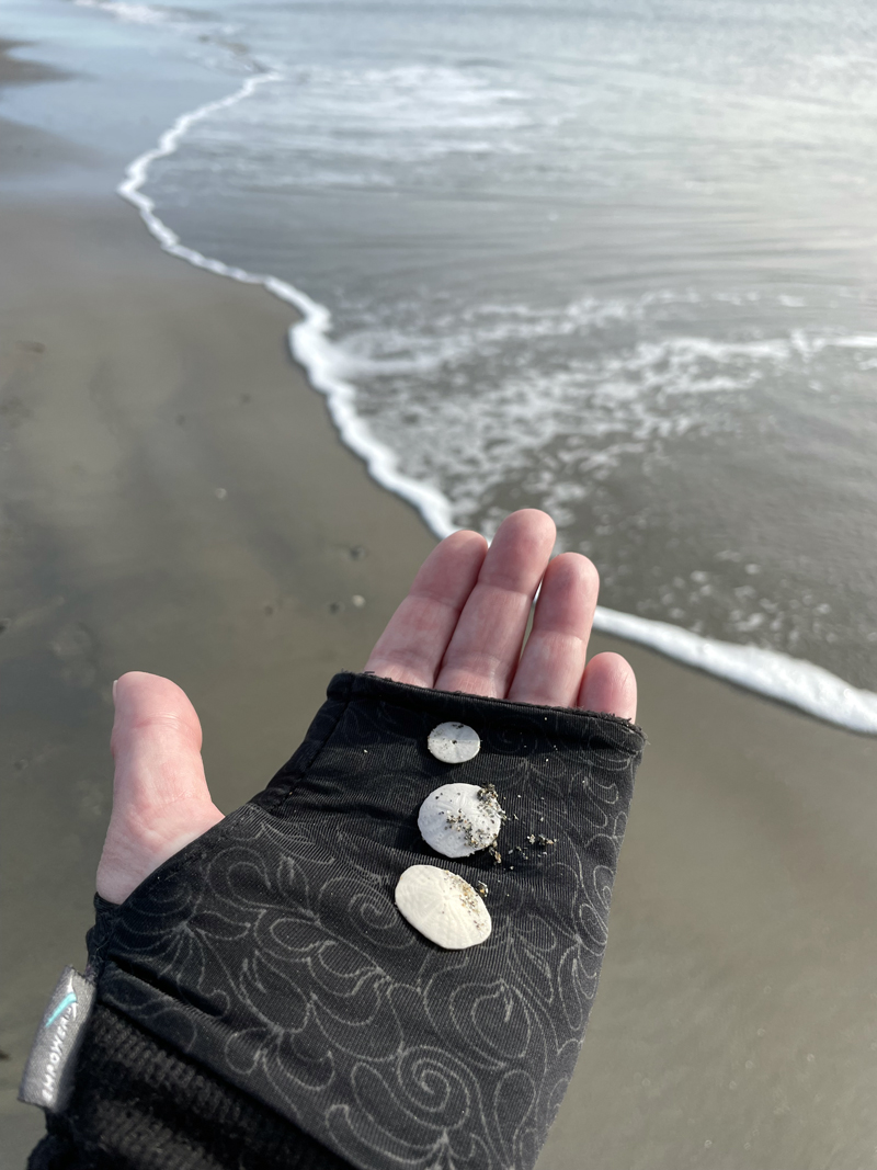 Sand dollars found on a walk at Popham Beach in December. (Raye S. Leonard photo)