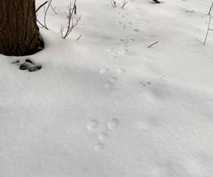 Under the right conditions, tracks and signs in the snow like these snowshoe hare footprints can say a lot about what animals are active in the woods and what they are doing. (Courtesy photo)