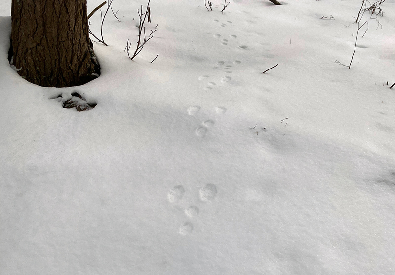 Under the right conditions, tracks and signs in the snow like these snowshoe hare footprints can say a lot about what animals are active in the woods and what they are doing. (Courtesy photo)