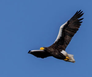 The Steller's sea-eagle in flight. (Photo courtesy Mark Allen)