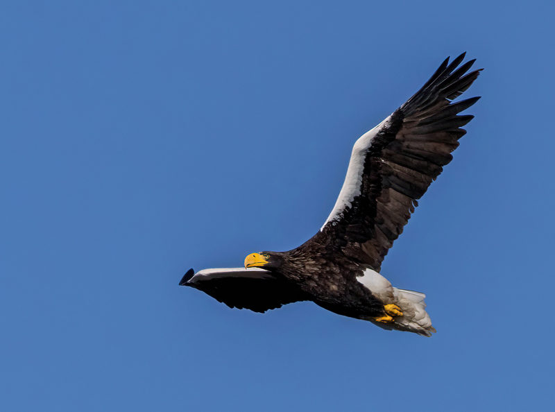 The Steller's sea-eagle in flight. (Photo courtesy Mark Allen)