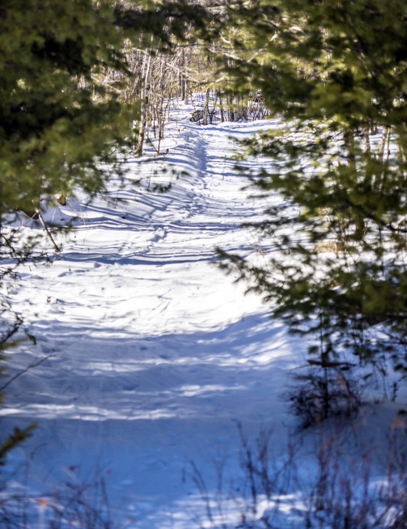Pine boughs frame a trail at the Hidden Valley Nature Center in Jefferson. The 1,000-acre preserve is a winter wonderland for outdoor enthusiasts. (Bisi Cameron Yee photo, LCN file photo)