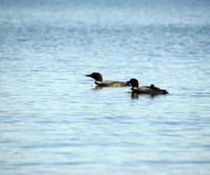 A mating pair of loons with their chick on Damariscotta Lake in Jefferson. (Paula Roberts photo)