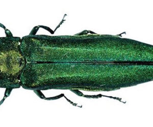 The emerald ash borer, or Agrilus planipennis fairmaire. (Photo courtesy Pennsylvania Department of Conservation and Natural Resources-Forestry)