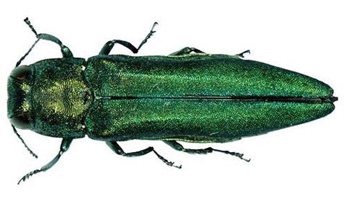 The emerald ash borer, or Agrilus planipennis fairmaire. (Photo courtesy Pennsylvania Department of Conservation and Natural Resources-Forestry)