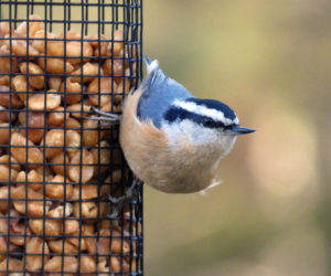 A red-breasted nuthatch on a peanut feeder. (Photo courtesy Lee Emmons)