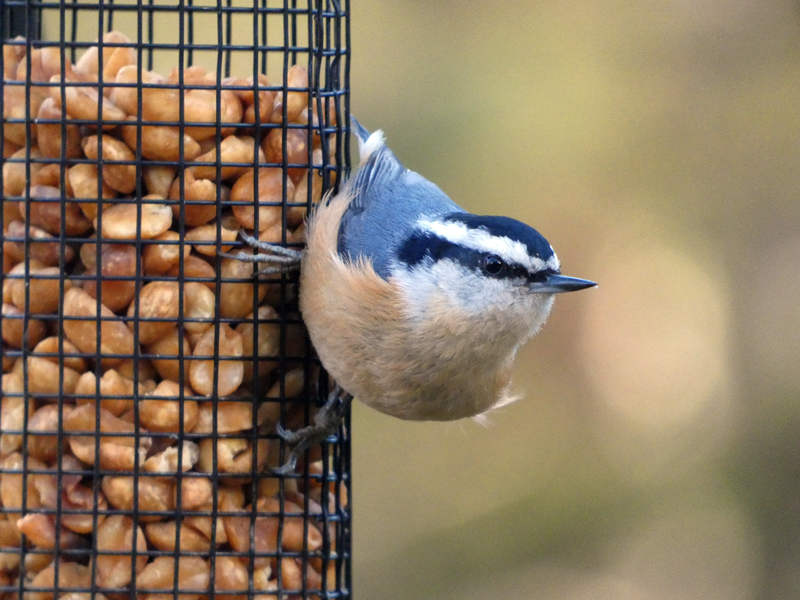 A red-breasted nuthatch on a peanut feeder. (Photo courtesy Lee Emmons)