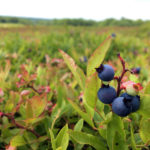 Virtual Wild Blueberry Conference Opens Feb. 1