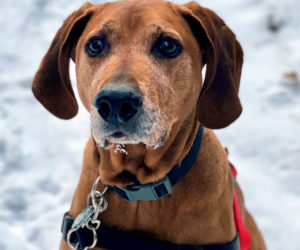 Brody, a 7-year-old male. (Courtesy photo)