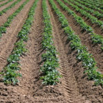 Webinar for Agricultural Industry Update
