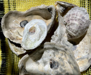 Oysters and other shellfish are the subject of Vibrio certification offered by Maine Department of Marine Resources. (Anna M. Drzewiecki photo)