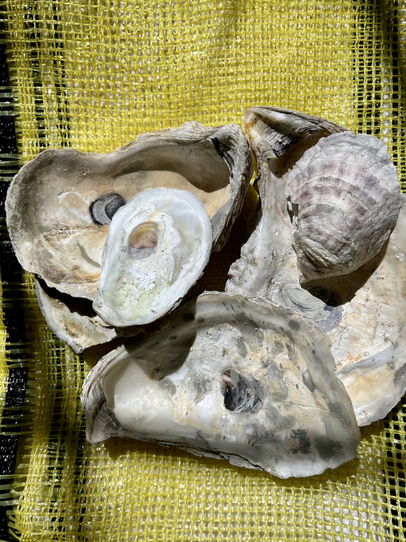 Oysters and other shellfish are the subject of Vibrio certification offered by Maine Department of Marine Resources. (Anna M. Drzewiecki photo)