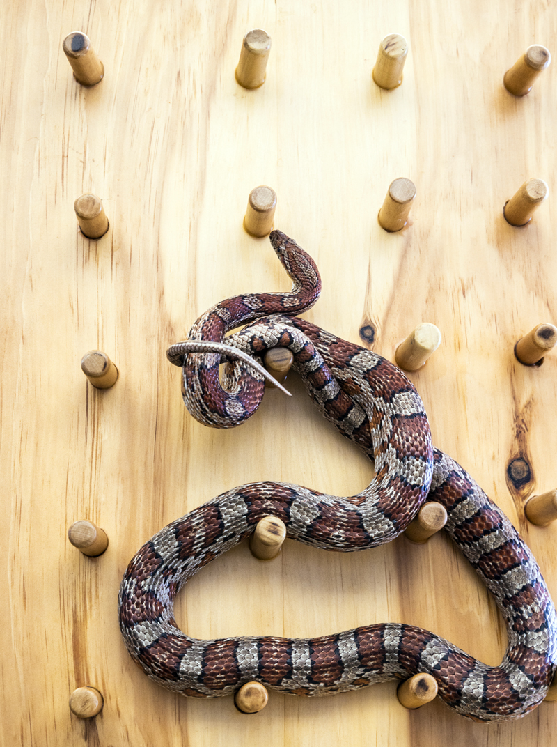 A corn snake winds her way around an enrichment tool built specifically for her at the wildlife center at the Chewonki campus in Wiscasset on March 4. The peg board was used as inspiration to encourage 1st and 2nd grade students at Chewonki Elementary and Middle School to design and build enrichment tools for the other animals at the center. (Bisi Cameron Yee photo)