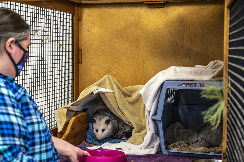 Science educator Colleen Moureaux tempts a possum with food at the wildlife center at the Chewonki campus in Wiscasset on March 4. Possums are highly food-motivated and the students used that information when planning enrichment tools for her. (Bisi Cameron Yee photo)
