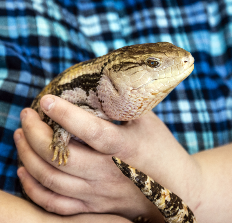 Science educator Colleen Moureaux holds a blue-tongued skink in the wildlife center at Chewonki in Wiscasset on March 4. These skinks only extend their vividly colored tongues when nervous or frightened. (Bisi Cameron Yee photo)