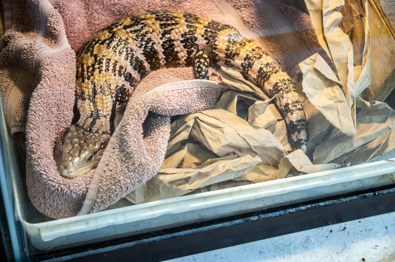 A skink native to Indonesia, enjoys the nap area in her enclosure in Chewonki's wildlife center in Wiscasset on March 4. Providing areas where they feel safe was one consideration when Chewonki students designed enrichment tools for the animals in Chewonki's Traveling Natural History Program. (Bisi Cameron Yee photo)