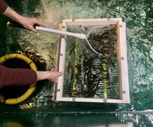 Steve Wood grades fish in the large tanks behind his shop, using the same device he uses when ice fishing to make sure he doesn't take any fish that are too small. (Anna M. Drzewiecki photo)