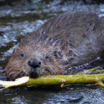 Outsmarting Beavers Topic of Coastal Rivers Online Program