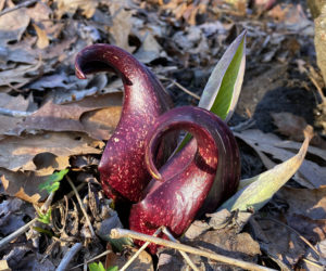 Skunk cabbage is one of the earliest plants to bloom in Midcoast Maine. Naturalist Sarah Gladu will be looking signs of spring like this one during a guided hike on March 12. (Courtesy photo)