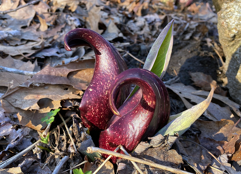 Skunk cabbage is one of the earliest plants to bloom in Midcoast Maine. Naturalist Sarah Gladu will be looking signs of spring like this one during a guided hike on March 12. (Courtesy photo)
