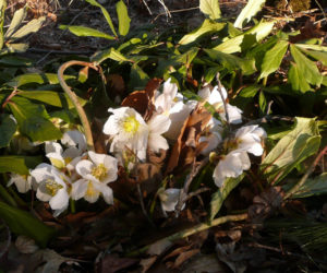 White hellebore in March. Hellebore plants take care of themselves, if you can find a moist, shady place without too much competition. You might want to pull a weed or two once in a while. Sometimes I brush away the snow to find the crystal-white petals and gold stamens. (Photo courtesy Nancy Holmes)