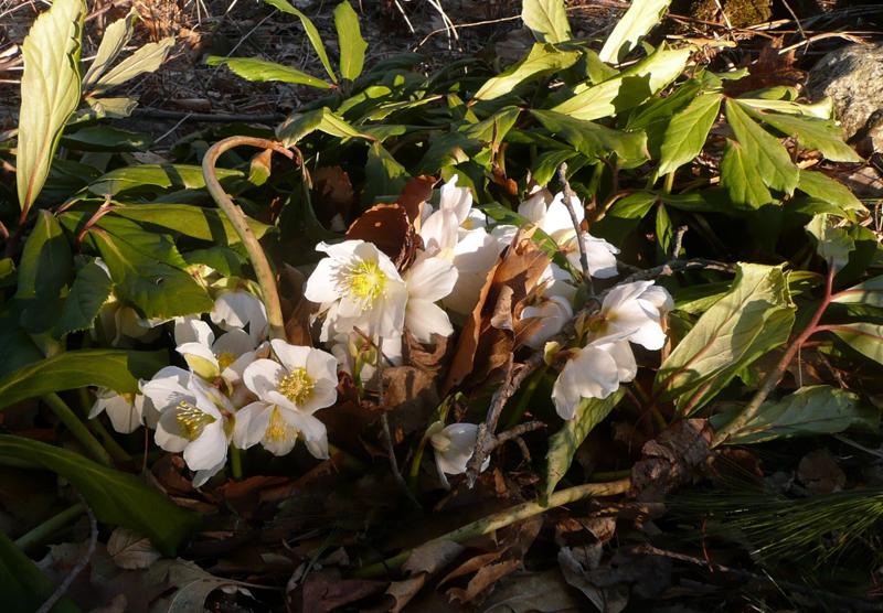 White hellebore in March. Hellebore plants take care of themselves, if you can find a moist, shady place without too much competition. You might want to pull a weed or two once in a while. Sometimes I brush away the snow to find the crystal-white petals and gold stamens. (Photo courtesy Nancy Holmes)