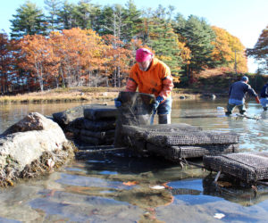 Coastal Rivers Oyster Gardening students haul in oyster cages during a fall work session on the river. (Courtesy photo)