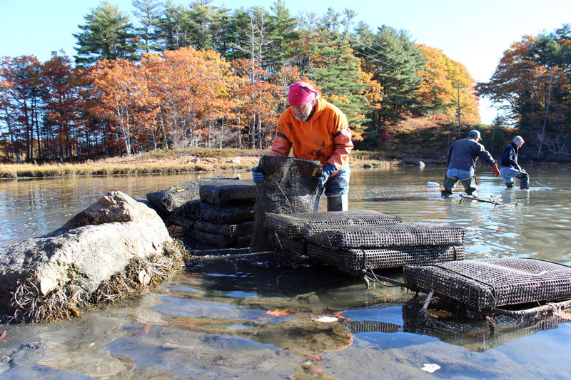 Coastal Rivers Oyster Gardening students haul in oyster cages during a fall work session on the river. (Courtesy photo)