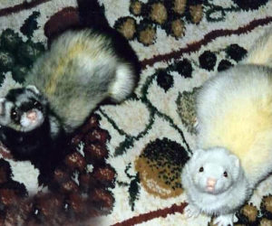 Tre' and Quinn display two common colors of ferrets (sable and dark-eyed white) while planning what mischief to get up to next.