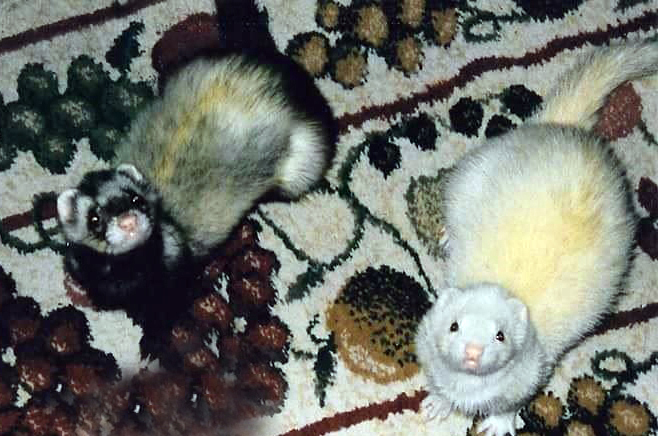 Tre' and Quinn display two common colors of ferrets (sable and dark-eyed white) while planning what mischief to get up to next.