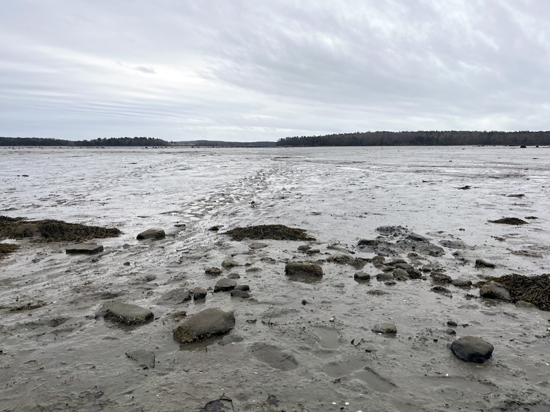 Footprints caught in the thick mud of the Broad Cove flats, which fisherman Dale Witham calls "The richest flats in Bremen." (Anna M. Drzewiecki photo)