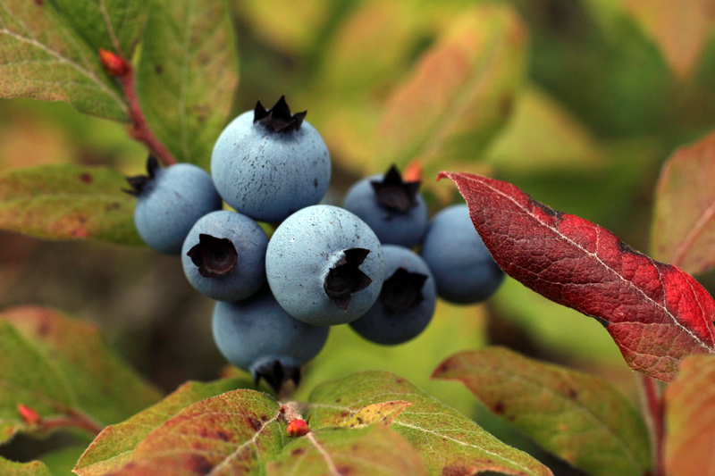 Grow Wild Blueberries at Home The Lincoln County News