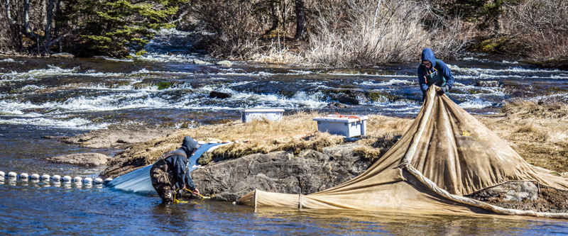 Fishermen work together to place a fyke net just below the falls in Bristol on March 22. Fyke nets have a wide mouth that tapers to a funnel to trap the elvers as they head upstream to spawn. (Bisi Cameron Yee photo)