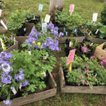 Native Plant Sale at Midcoast Conservancy
