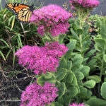 Garden Club of Wiscasset Annual Plant Sale May 7