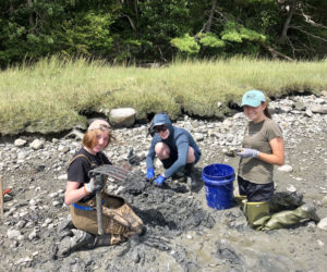 From left: Lincoln Academy students Alicia Flis, Henry Maddox, and Mira Hartmann survey the mudflats to study shellfish populations in the upper river. (Photo courtesy Sarah Risley)