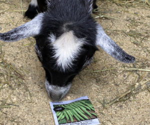 Hannah the goat likes beans. (Photo courtesy Katherine Dunn)